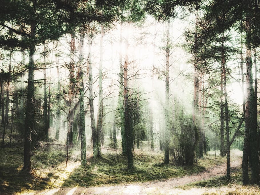 forest, light, trees, land, plant, tranquility, woodland, beauty in nature HD wallpaper