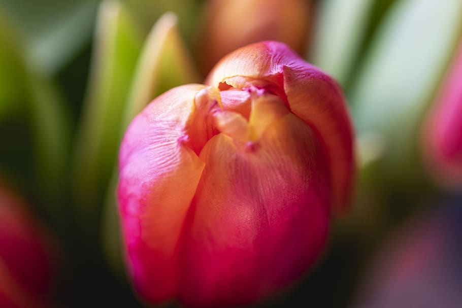 plant, flower, tulip, blossom, green, pink, leaf, nature, beauty, HD wallpaper