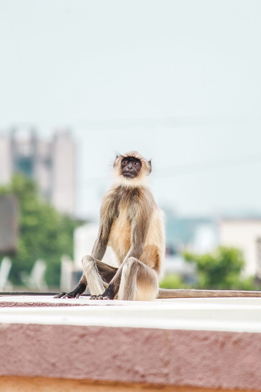 brown monkey sitting on concrete wall, wildlife, animal, mammal HD wallpaper