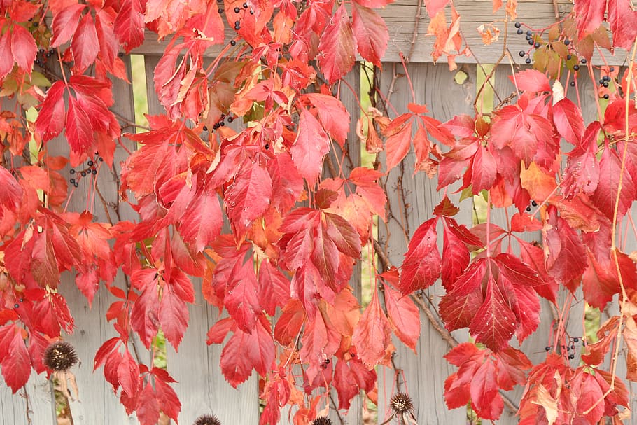 fall, vine, vegetation, autumn, plants, nature, red, color HD wallpaper