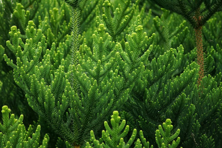 trees, pines, green, rain, leaf, forest, green color, plant HD wallpaper
