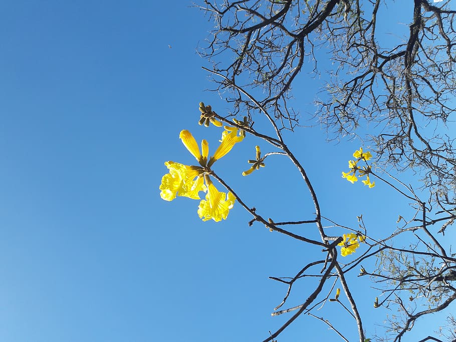brazil, são paulo, ipê amarelo, sky, plant, tree, branch, HD wallpaper