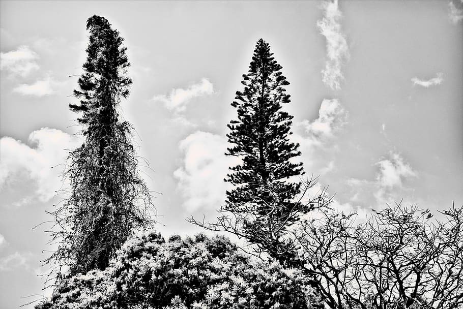 bandw, trees, plant, growth, beauty in nature, sky, cloud - sky HD wallpaper