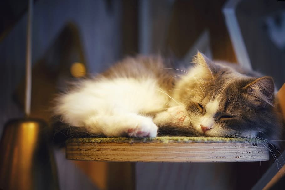 grey kitten, cat, domestic cat, pets, domestic animals, animal themes HD wallpaper