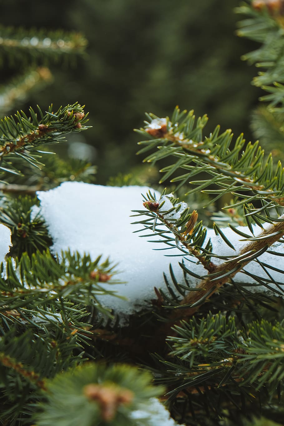 tree, plant, conifer, fir, abies, greece, pine, mount paranassus HD wallpaper