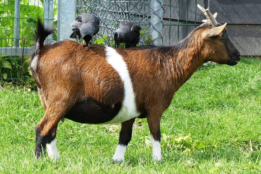 goat, crows, peck, meadow, sit, nature, petting, animal world HD wallpaper