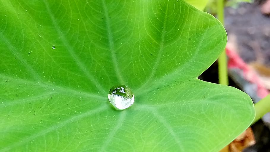india, indore, leaf, greenery, droplet, plant part, green color HD wallpaper