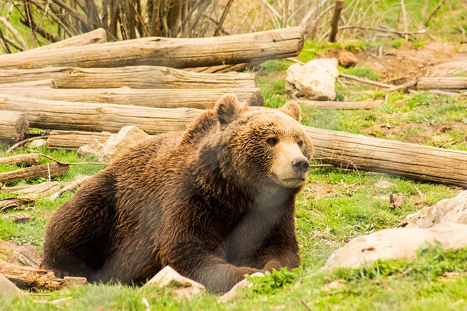 brown bear lying on green grass, animal themes, mammal, animal wildlife HD wallpaper