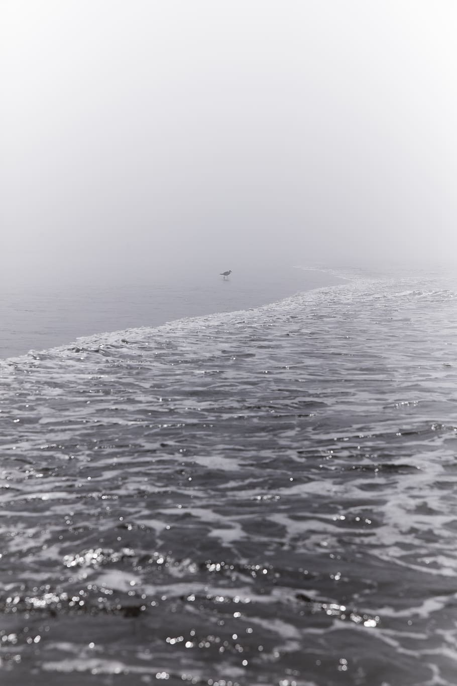 bird, grey, gray, ocean, wave, black and white, patrick hendry HD wallpaper
