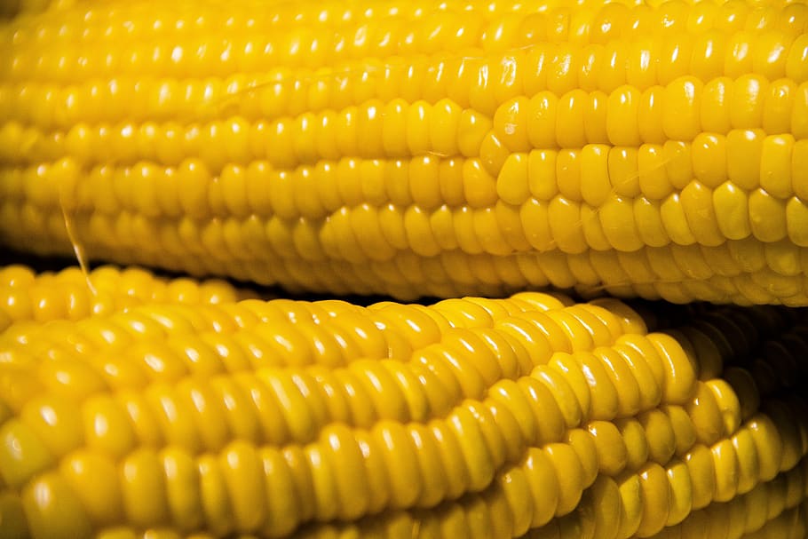 corn, vegetables, nutrition, fresh, harvest, healthy, vegetarian HD wallpaper
