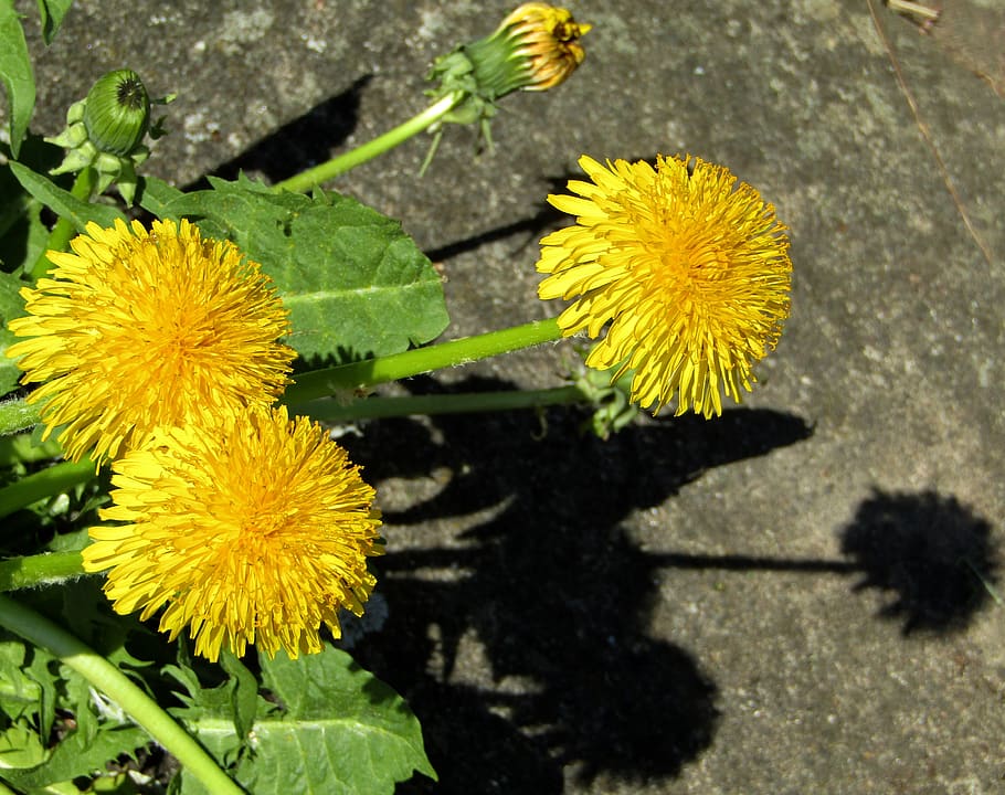 spring, dandelion, close up, macro, plant, flower, meadow, wild flower HD wallpaper