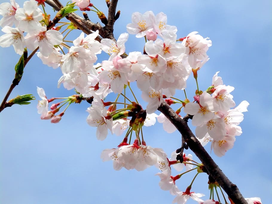 sakura, pink, spring, blossom, nature, branch, bloom, japanese HD wallpaper