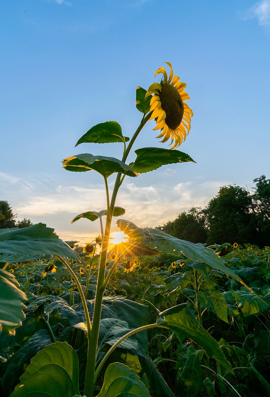 yellow sunflower, plant, growth, sky, beauty in nature, flowering plant HD wallpaper