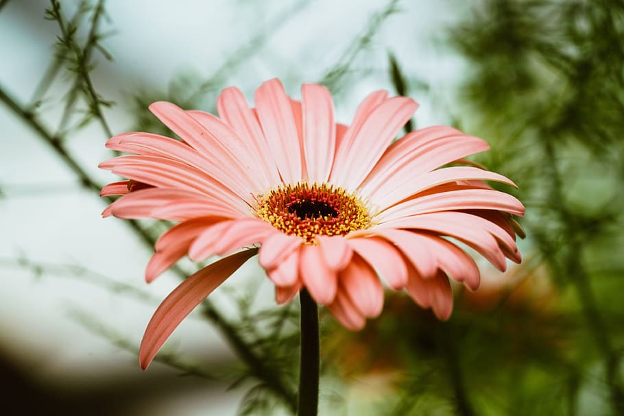 Light Pink Gerbera Daisy Photo, Flowers, Backgrounds, plant, flowering plant