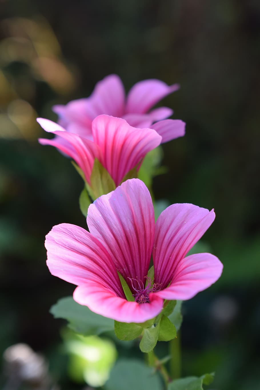 mallow, blossom, bloom, red, flower, flowering plant, vulnerability HD wallpaper