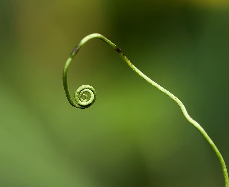 Macro Photography of Green Twig, close-up, nature, plant, green color HD wallpaper