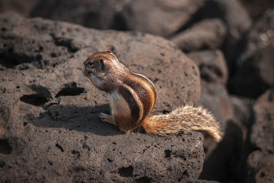 brown squirrel on rock, animal themes, animal wildlife, one animal HD wallpaper
