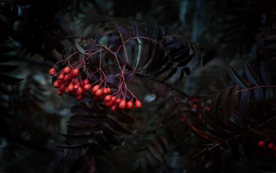 red berries, sweden, umeå, tree, conifer, plant, flora, yew HD wallpaper
