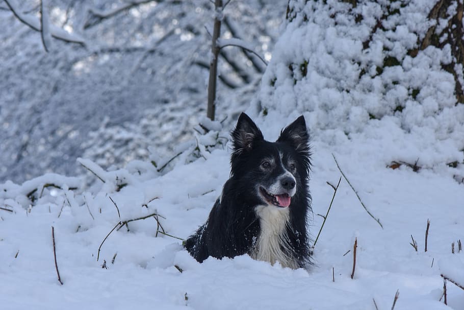snow, dog, border, black, winter, cold, nature, one animal HD wallpaper