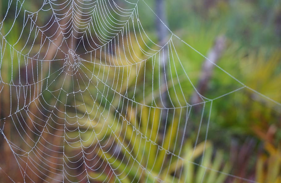 spider web, water droplets, macro, network, drops, symmetry HD wallpaper