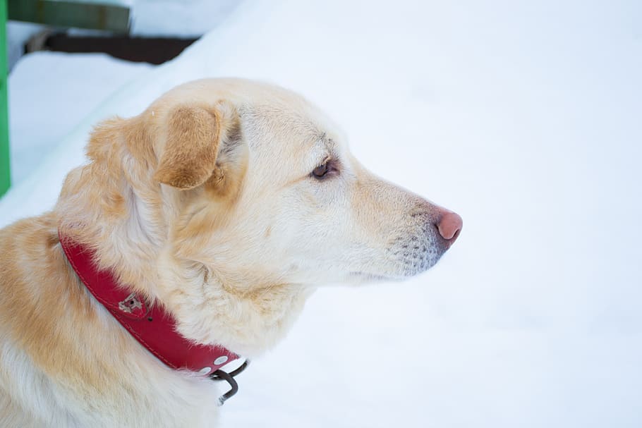 dog, labrador, winter, cold, snow, golden, retriever, cute HD wallpaper