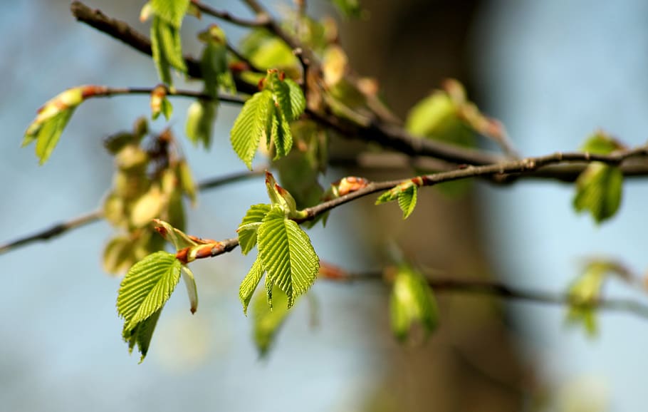 leaflet, green leaves, young, spring tree, april, nature, sprig HD wallpaper