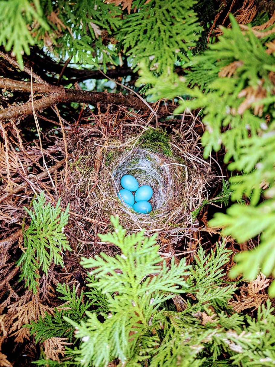 four blue egg on nest, plant, fern, flora, tree, united kingdom, HD wallpaper