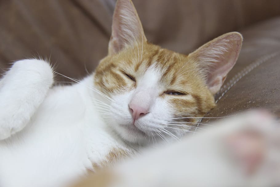 cat, sleep, squinting, animal themes, mammal, domestic, pets HD wallpaper