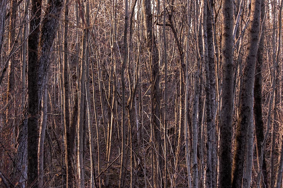 canada, ontario, forest, lines, abstract, trees, sharp, magenta HD wallpaper