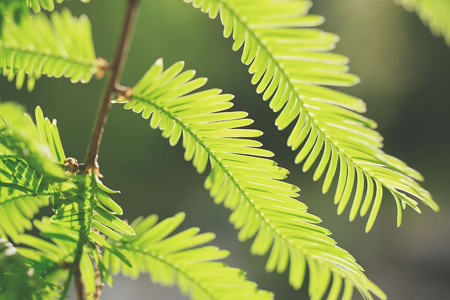 tree, leaf, green, spring, growth, fresh, refresh, nature, plant part HD wallpaper