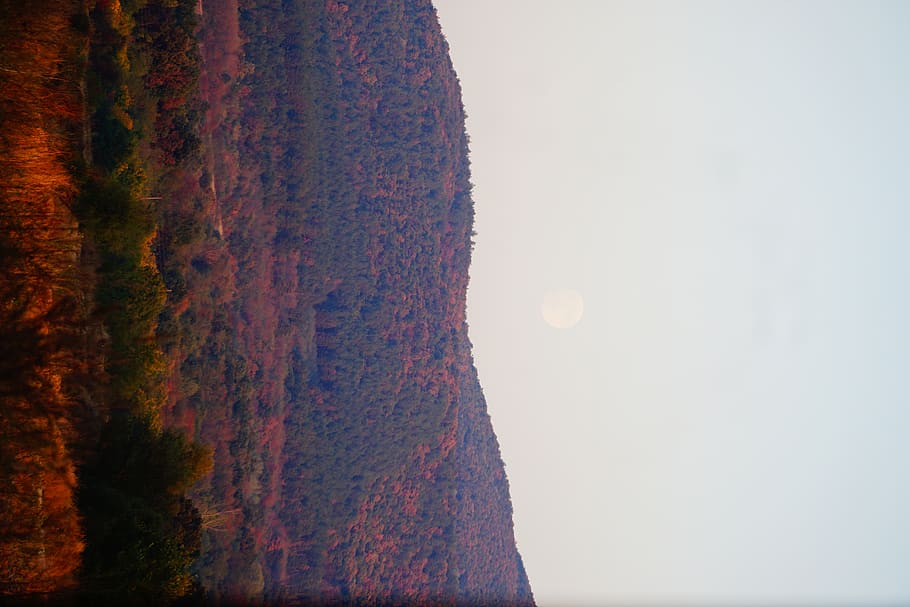 bulgaria, stara zagora, fall, trees, moon, sunset, forest, nature HD wallpaper