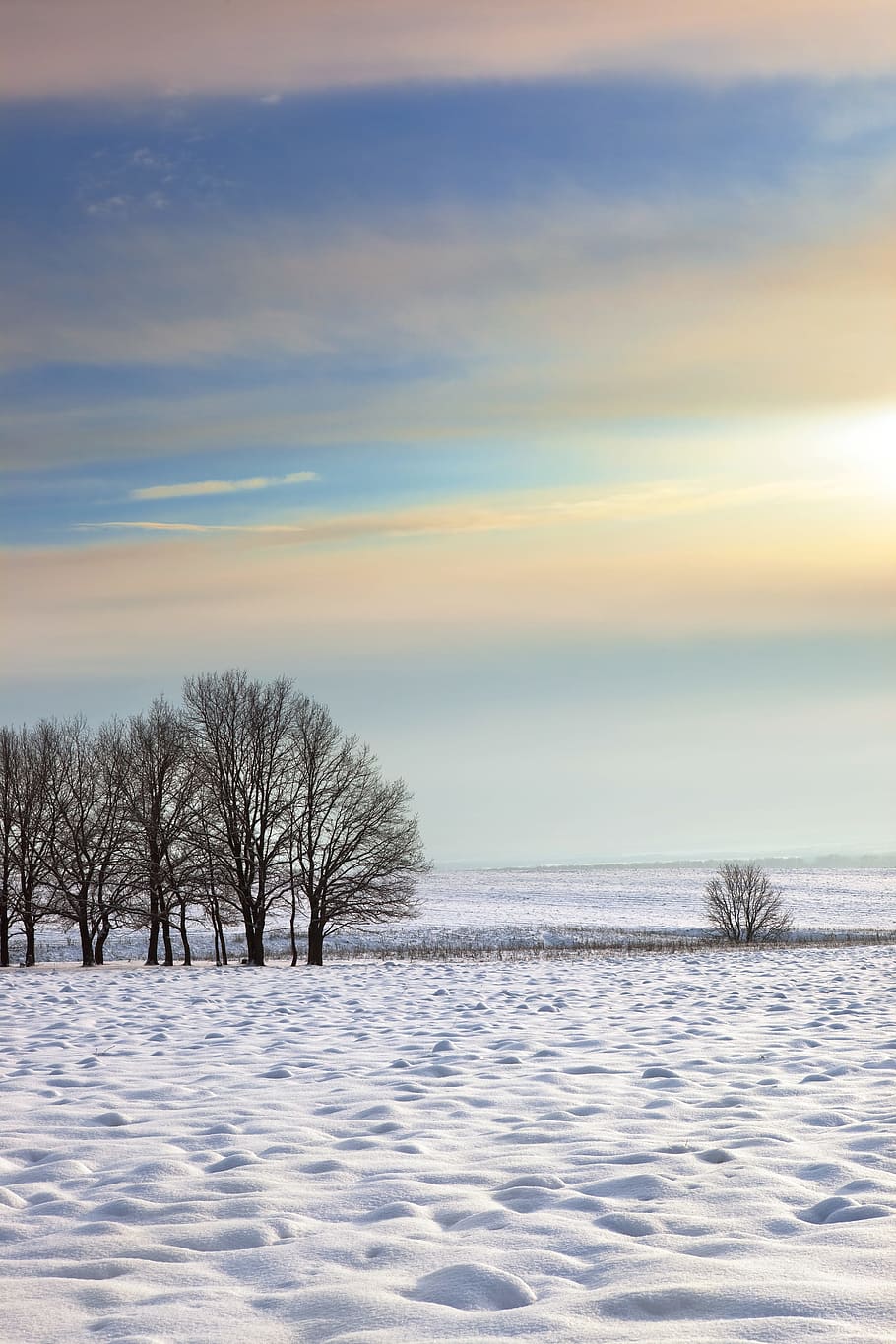 tree, winter, wintertime, outdoor, closeup, cold, snowy, natural HD wallpaper