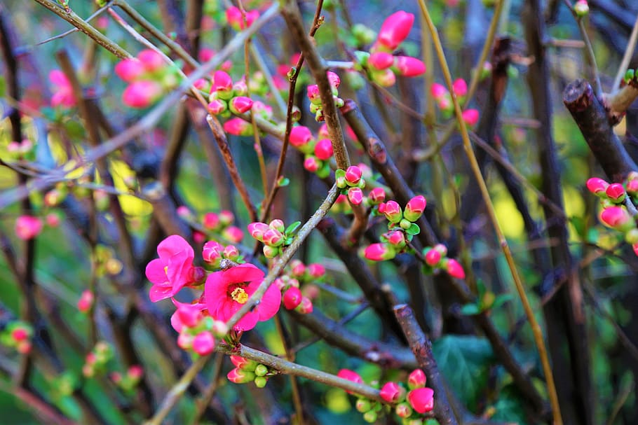 flower, spring, tree, nature, plant, color, beautiful, blooming HD wallpaper