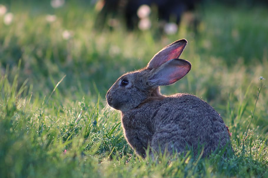 gray rabbit on green field facing right, animal, animal themes HD wallpaper