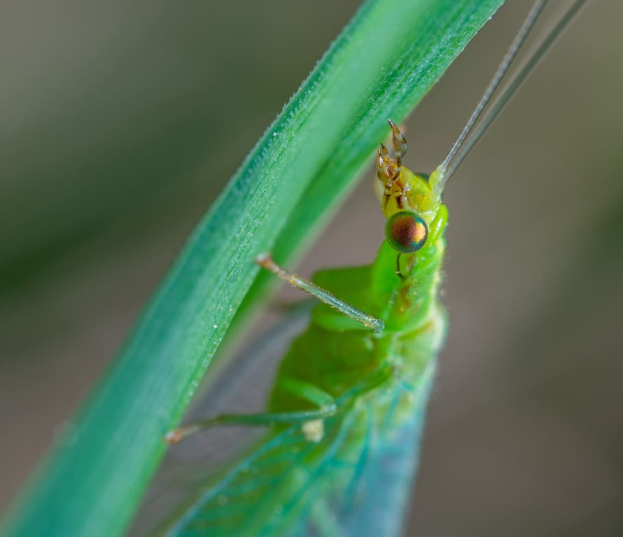 zlatovlaska, insect, macro, animal themes, invertebrate, green color HD wallpaper