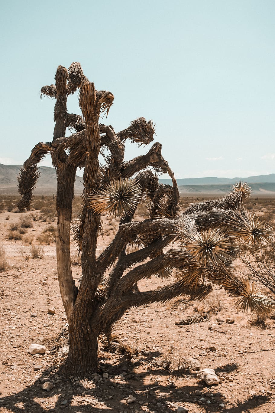 brown tree during daytime, desert, cactus, las vegas, united states HD wallpaper