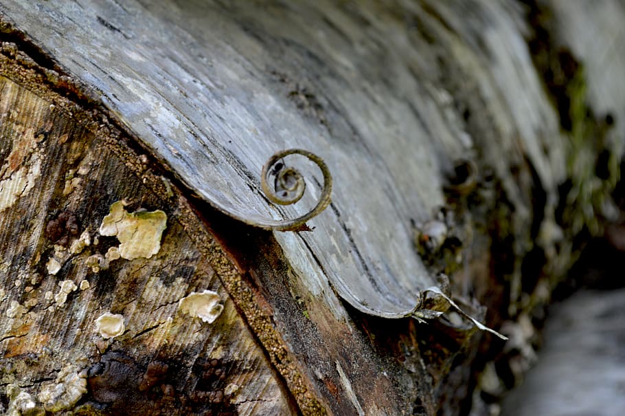 macro, tree, wood, forest, brown, nature, wood - material, close-up HD wallpaper
