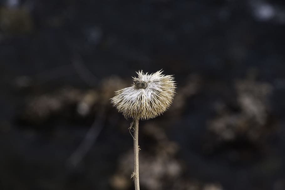 nature, thorn, flower, fragility, flowering plant, vulnerability HD wallpaper