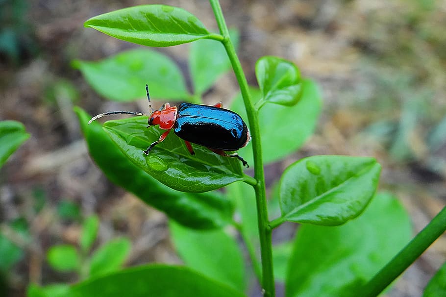 insect, red, blue, nature, animal, beetle, wing, creature, colorful HD wallpaper