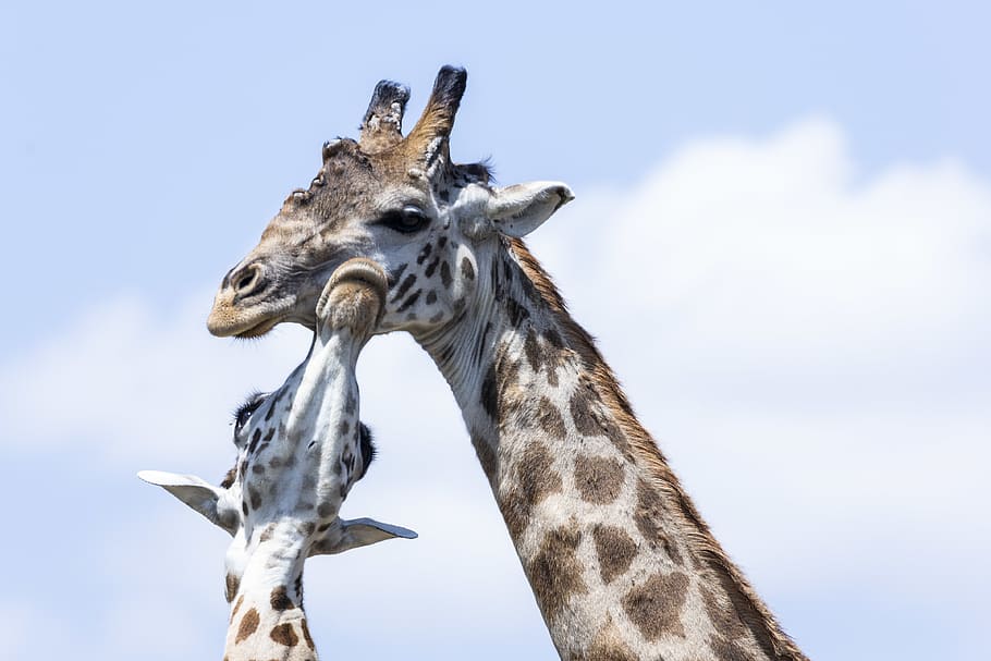 photo of two Giraffe, animal, mammal, wildlife, grey, bird, beak, HD wallpaper