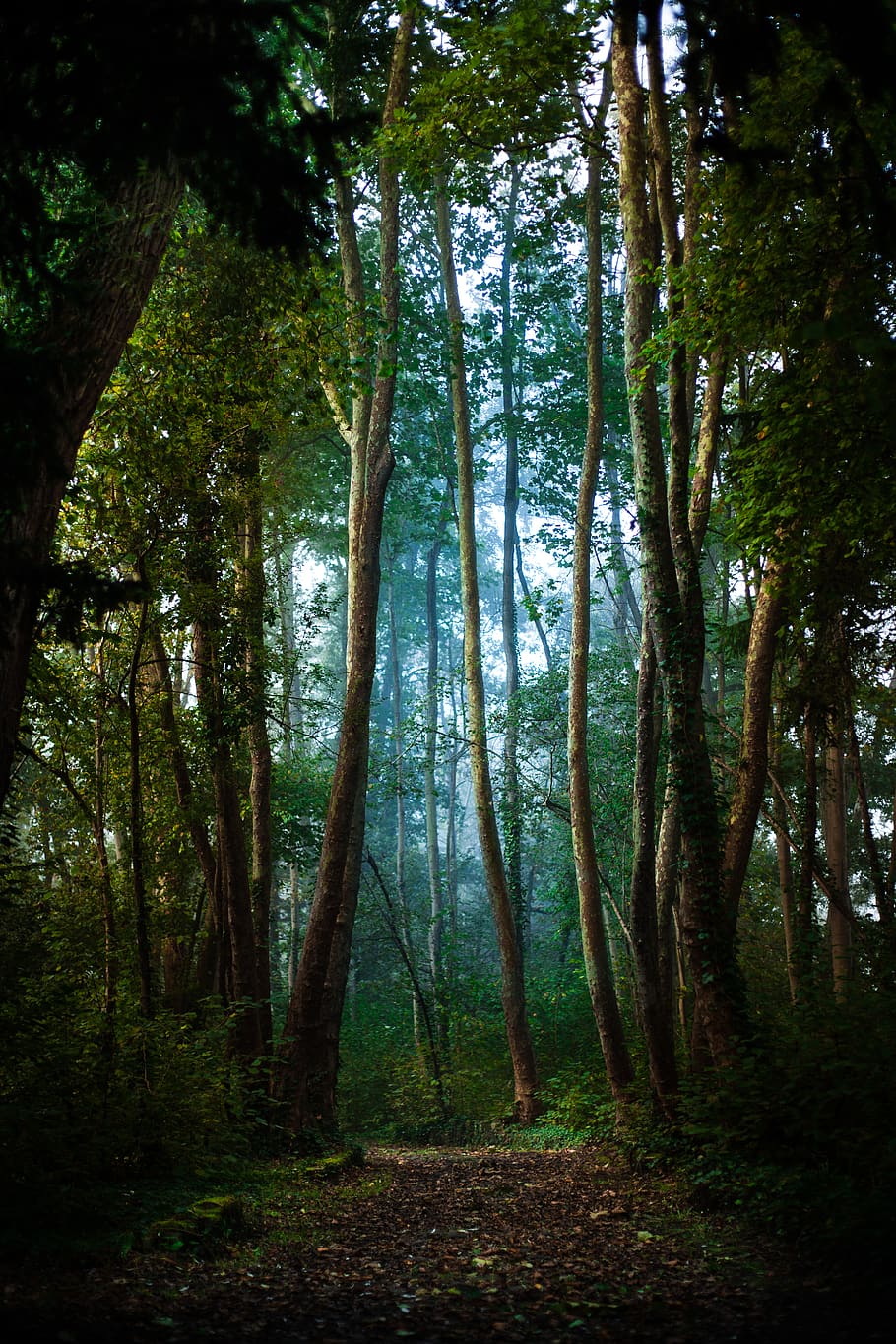 france, laon, alone, path, mist, walk, lonely, forest, tree HD wallpaper