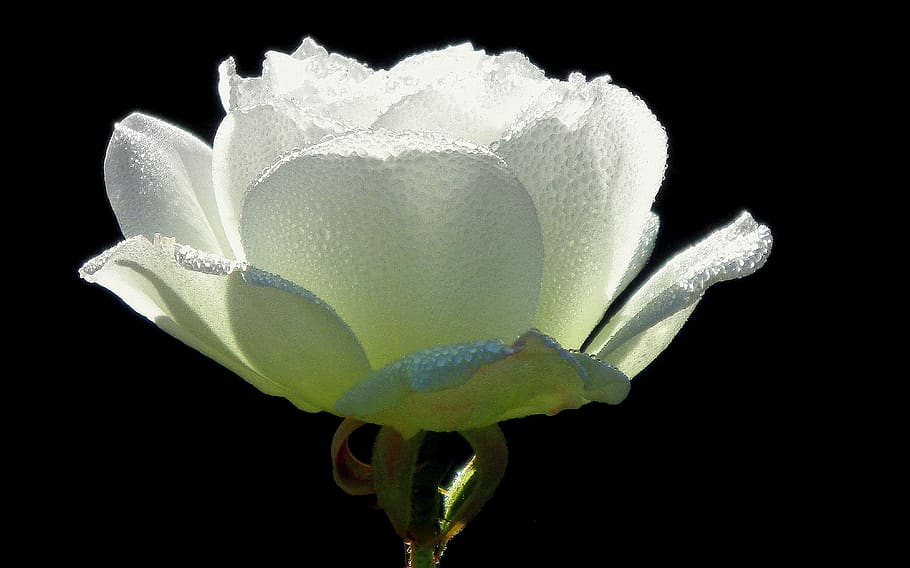 white petaled flower bloom, plant, blossom, rose, peony, pond lily HD wallpaper