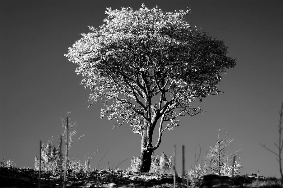 grayscale photo of tree, plant, tree trunk, nature, mexico, zapopan, HD wallpaper