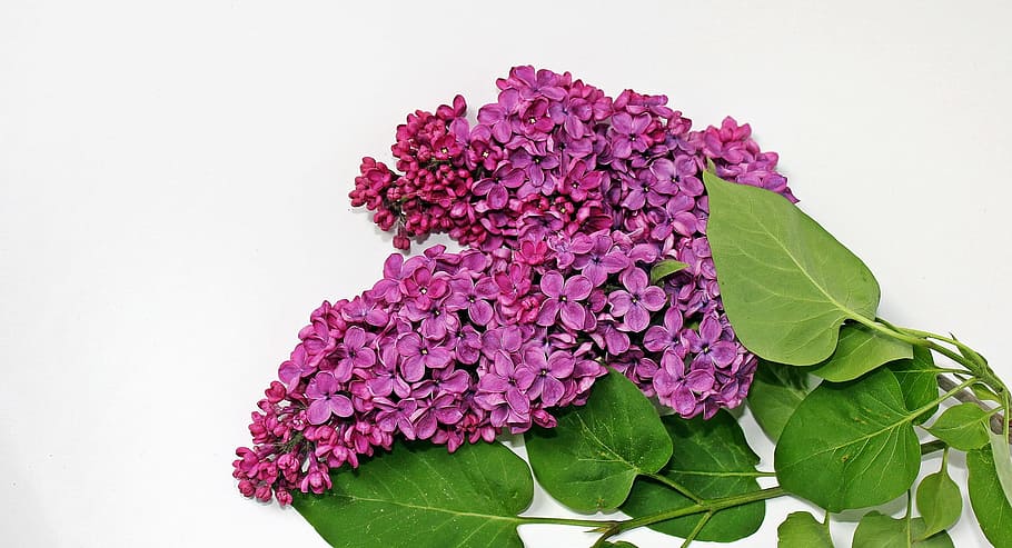 pink, lilac, macro, fresh, flower, nature, fragrance, garden HD wallpaper