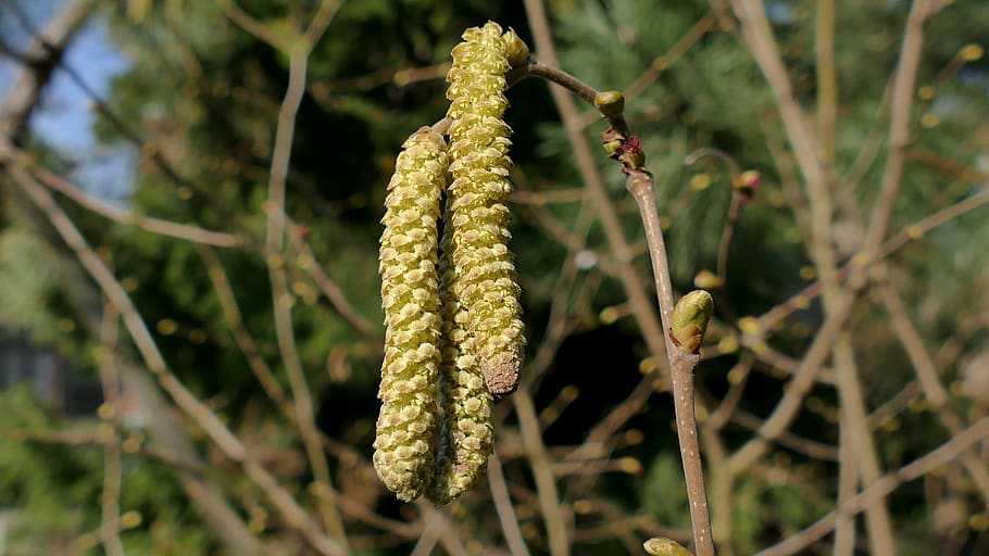 hazel, hazelnut, bud hazel, spring, plant, growth, focus on foreground HD wallpaper
