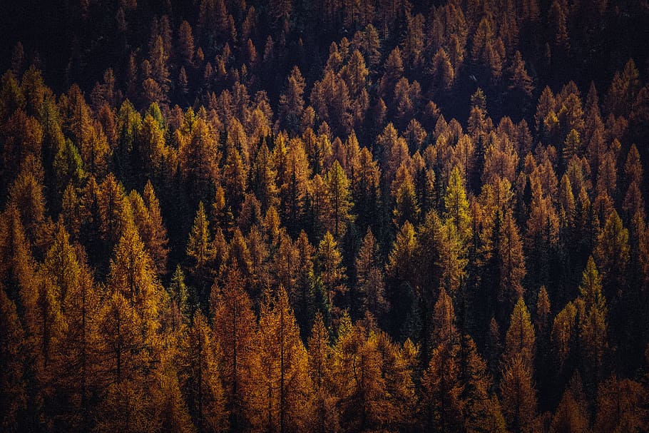 Orange Leafed Trees, conifer, daylight, environment, evergreen HD wallpaper