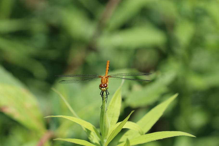 Skimmer Dragonfly Perched On Green Leaf In Close-up Photography HD wallpaper