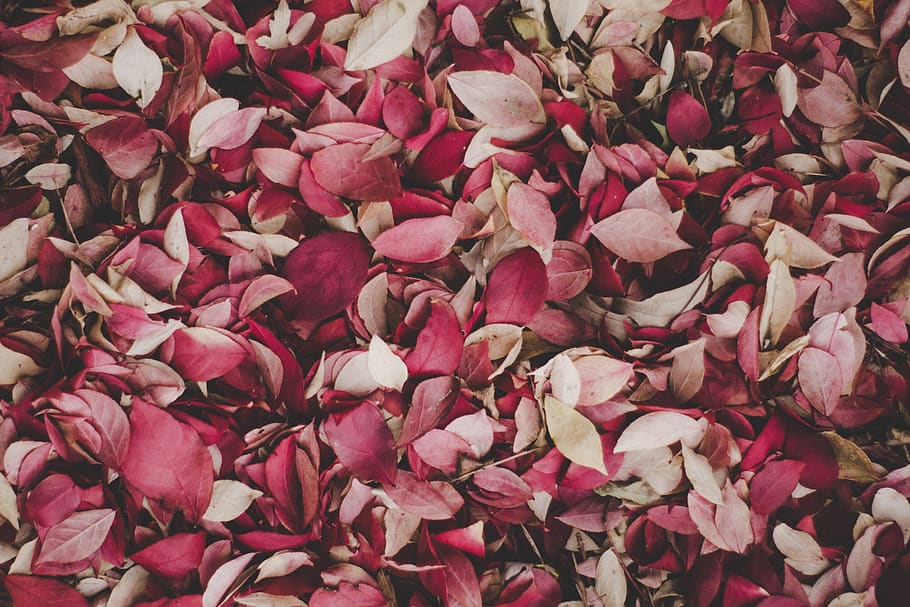 pink petals, flower, plant, blossom, leaf, 19 mile road, united states HD wallpaper