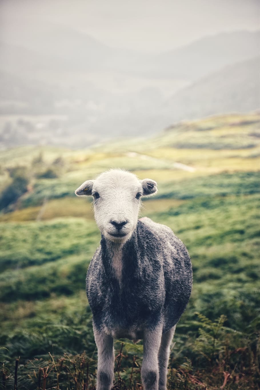 black and white sheep on green grass field, wool, lamb, animal HD wallpaper