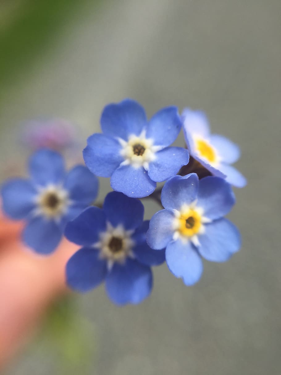 forget-me-not, flower, blue, spring, blossom, summer, simple HD wallpaper